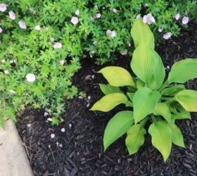 how to get rid of fungus in mulch, Example of healthy mulch