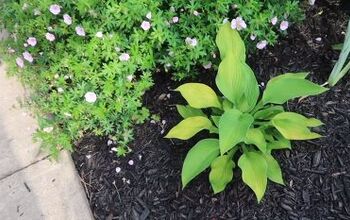 How to Get Rid of Fungus in Mulch for Good