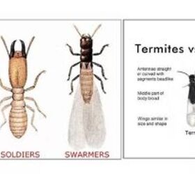 how to get rid of carpenter ants, Termites vs ants