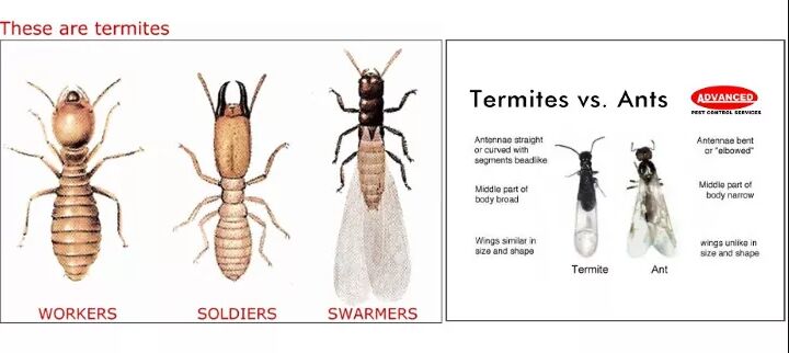 how to get rid of carpenter ants, Termites vs ants