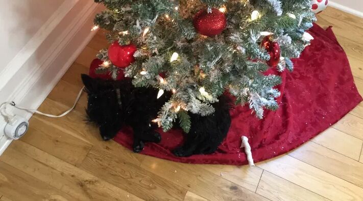how to decorate a christmas tree, Using a blanket as a tree skirt
