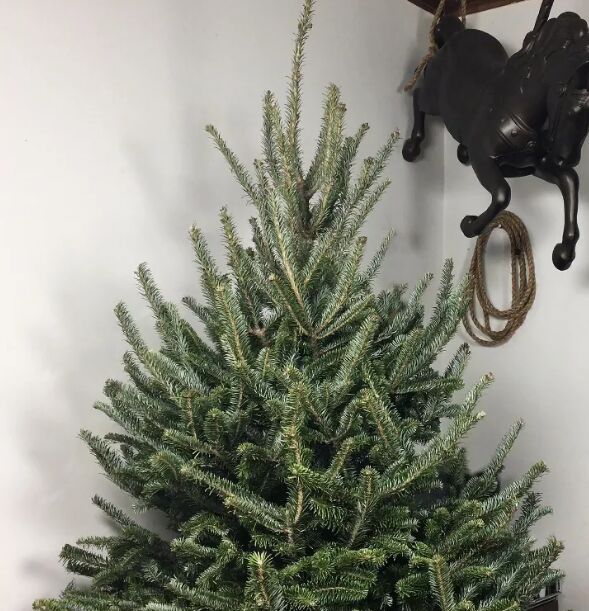 how to decorate a christmas tree, Plain Christmas tree