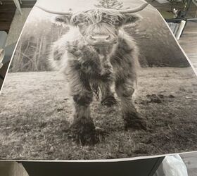 how to decoupage a poster onto a chest of drawers, Highland Cow Poster