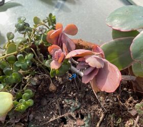 centro de invierno sencillo con copos de nieve, flecha azul se alando el alfiler de enverdecimiento utilizado para mantener la planta suculenta en su lugar