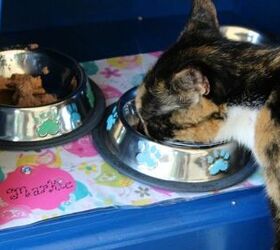 crear un comedero para gatos nico, Jinxy comiendo