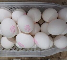 Eggs in a basket