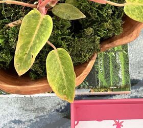 cuidado de la planta painted lady gua prctica completa, Un filodendro Painted Lady expuesto junto a una bandeja rosa brillante