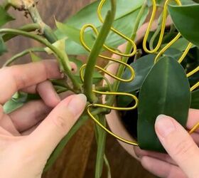 This gorgeous houseplant idea costs $1 and takes just 5 minutes to do