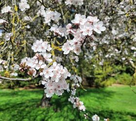 corona de flores de cerezo para la primavera o el verano, Aut ntica rama de cerezo en flor en un cerezo