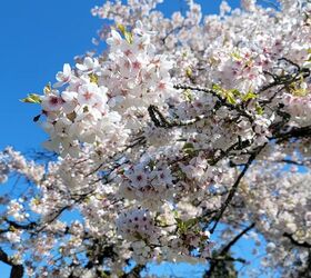 corona de flores de cerezo para la primavera o el verano, Rama de cerezo en flor contra un cielo azul brillante