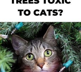 are flocked trees toxic to cats