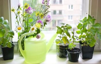 How to Grow a Windowsill Herb Garden