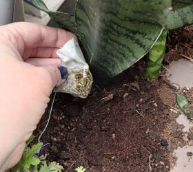 Are used tea bags good for plants?