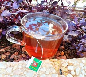Tea Time for Plants: DIY Plant Fertilizer and Repellent Made Simple