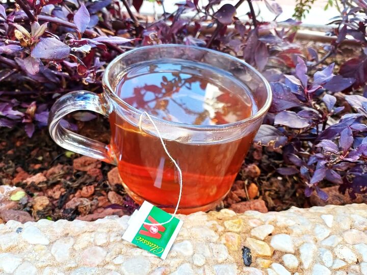 Cup of tea on the soil between vibrant plants