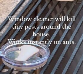 Using Windex to repel ants