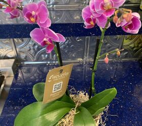 bricolaje para salvar las orqudeas phalaenopsis un truco muy sencillo con una