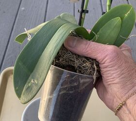 bricolaje para salvar las orqudeas phalaenopsis un truco muy sencillo con una