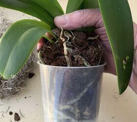 bricolaje para salvar las orqudeas phalaenopsis un truco muy sencillo con una
