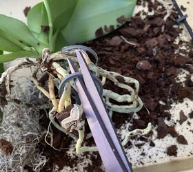 bricolaje para salvar las orqudeas phalaenopsis un truco muy sencillo con una