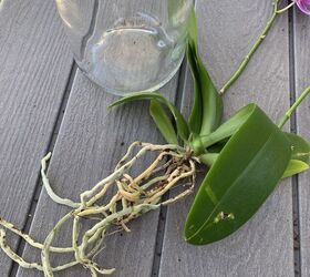 bricolaje para salvar las orqudeas phalaenopsis un truco muy sencillo con una