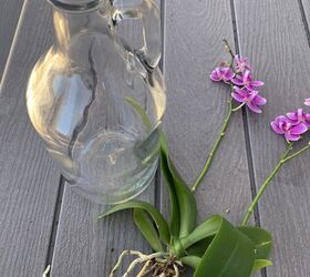 bricolaje para salvar las orqudeas phalaenopsis un truco muy sencillo con una