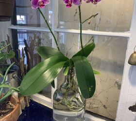 bricolaje para salvar las orqudeas phalaenopsis un truco muy sencillo con una