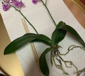 bricolaje para salvar las orqudeas phalaenopsis un truco muy sencillo con una