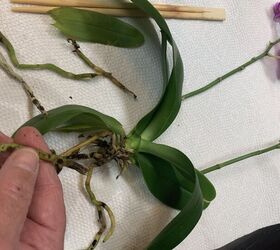 bricolaje para salvar las orqudeas phalaenopsis un truco muy sencillo con una