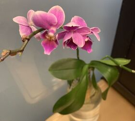 Bricolaje para salvar las orquídeas Phalaenopsis... ¡Un truco muy sencillo con una botella de cristal!