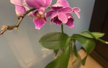 Faça você mesmo para salvar orquídeas Phalaenopsis... Um truque muito simples com uma garrafa de vidro!