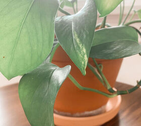Hogar verde: Guía para el cuidado de tu planta de interior pothos dorado