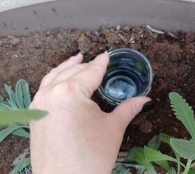 Why everyone should be putting bowls of yeast in their gardens this week