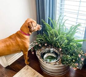 macetero para tazn de agua para perros diy tutorial fcil y plantas seguras