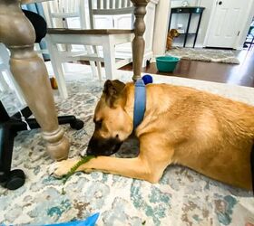macetero para tazn de agua para perros diy tutorial fcil y plantas seguras