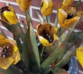 tulipn en lata de refresco latas de aluminio recicladas