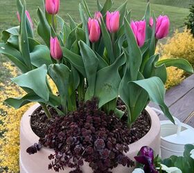 ideas que ajardinan de la tina caliente de la tierra sobre, Me encantan todas estas bonitas macetas y c mo han crecido los tulipanes Tan hermoso