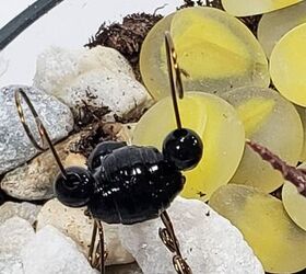 escultura de hormiga diy tiny upcycled latas de bebida