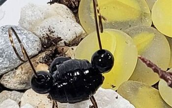 DIY Tiny Ant Sculpture - Upcycled Drink Cans