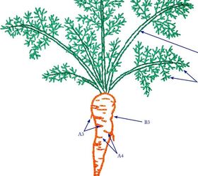 idea de bordado para un delantal de jardn patrn vegetariano gratuito, Patr n de bordado de zanahoria GRATIS de DMC