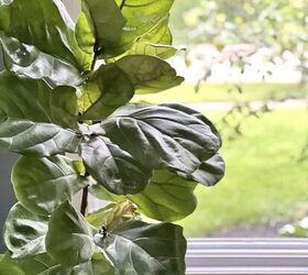 cmo hacer una bandeja de guijarros para plantas un truco para la humedad, Una planta de higuera sentada frente a una ventana