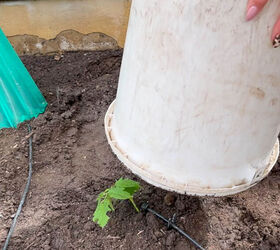 cmo extender la temporada de cultivo con paredes de agua, Prolongar el per odo vegetativo de los tomates primero cubrir la planta con un cubo para que sirva de soporte a las paredes de agua