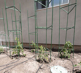 cmo extender la temporada de cultivo con paredes de agua, Tomateras rodeadas de jaulas para tomates