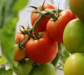 cmo extender la temporada de cultivo con paredes de agua, Tomates rojos y verdes frescos sobre una planta en un huerto