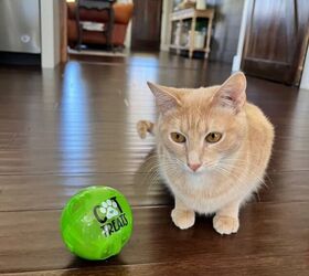 el mejor juguete para gatos diy, DIY Juguete para Gato en Movimiento
