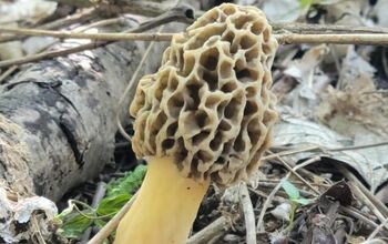The Best Way to Store Morel Mushrooms After Foraging