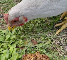 bloque de bricolaje para gallinas, Bloque de reba o casero para gallinas