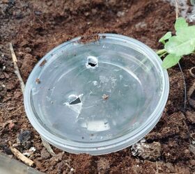 How to trap earwigs