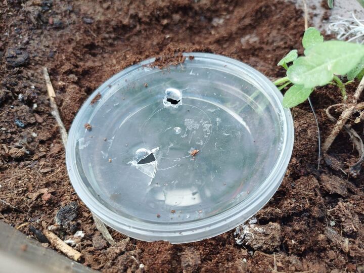 How to Craft the Ultimate Earwig Trap: Step-by-Step DIY Solution | Hometalk