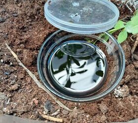 Step-by-step earwig trap guide